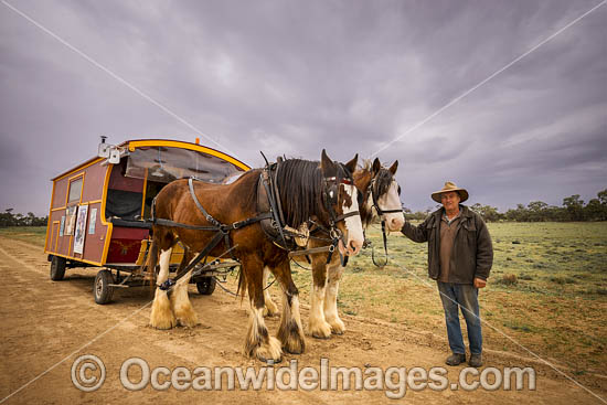 Horse drawn wagon Menindee photo