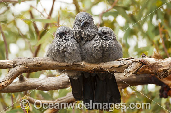 Apostlebird (Struthidea cinerea), trio resting on a branch. Found in open forests, woodlands and river margins of open dry country of eastern inland Australia. Photo taken in Silverton, NSW, Australia. Photo - Gary Bell Apostlebird (Struthidea cinerea), trio resting on a branch. Found in open forests, woodlands and river margins of open dry country of eastern inland Australia. Photo taken in Silverton, NSW, Australia. Photo - Gary Bell