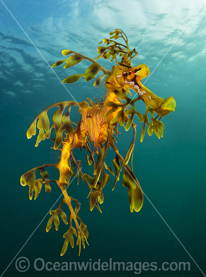 Leafy Seadragon photo