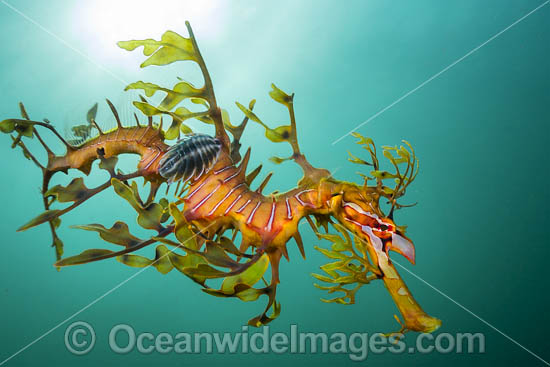Leafy Seadragon with Parasitic Fish Lice photo Leafy Seadragon with Parasitic Fish Lice photo