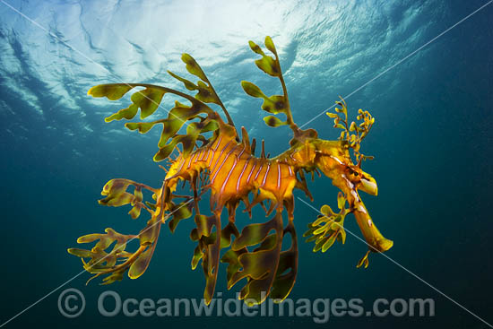 Leafy Seadragon photo Leafy Seadragon photo