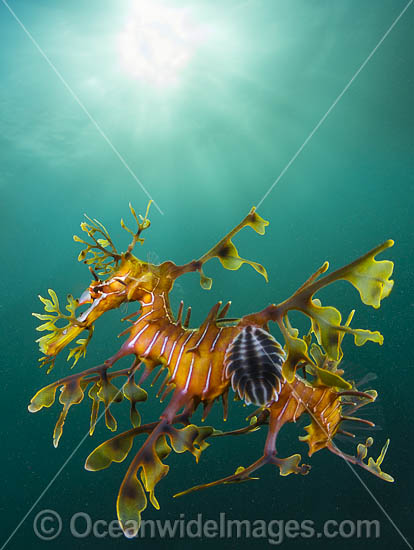 Leafy Seadragon with Fish Lice photo