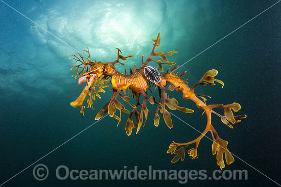 Leafy Seadragon with Parasitic Fish Lice photo Leafy Seadragon with Parasitic Fish Lice photo