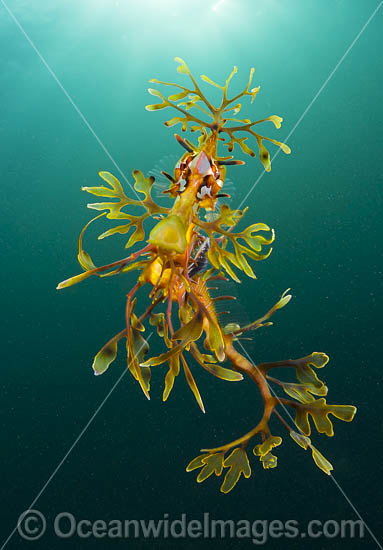 Leafy Seadragon with Parasitic Fish Lice photo