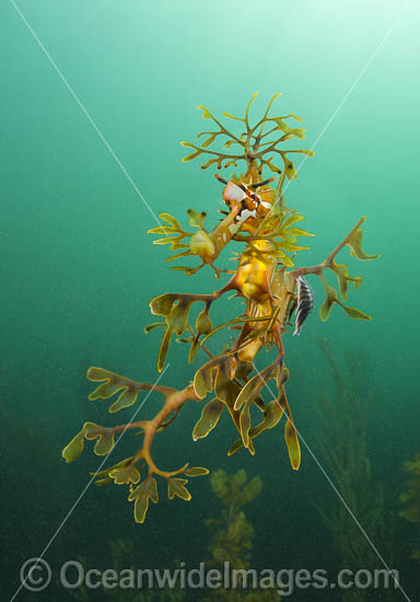 Leafy Seadragon with Fish Lice photo