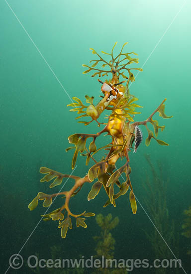 Leafy Seadragon with Fish Lice photo Leafy Seadragon with Fish Lice photo