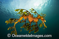 Leafy Seadragon Photo - Gary Bell