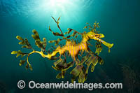 Leafy Seadragon Photo - Gary Bell