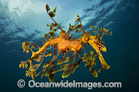 Leafy Seadragon Photo - Gary Bell