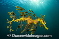 Leafy Seadragon Photo - Gary Bell