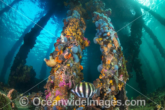 Moonlighter or Six-banded Coralfish (Tilodon sexfasciatus), amongst colourful sea sponges and tunicates or asidians attached to the timber pylons beneath Edithburgh jetty, situated on the York Peninsula, South Australia, Australia. Photo - Gary Bell Moonlighter or Six-banded Coralfish (Tilodon sexfasciatus), amongst colourful sea sponges and tunicates or asidians attached to the timber pylons beneath Edithburgh jetty, situated on the York Peninsula, South Australia, Australia. Photo - Gary Bell