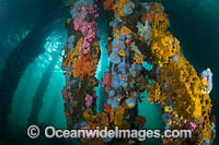 Edithburgh Jetty Underwater Photo - Gary Bell