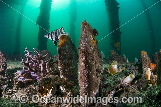 Tunicate Coralfish, or Western Talma (Chelmonops curiosus) and Razorshells (Pinna bicolor), beneath Edithburgh Jetty, situated on the York Peninsula, South Australia, Australia. Photo - Gary Bell