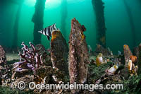 Tunicate Coralfish and Razorshells Photo - Gary Bell
