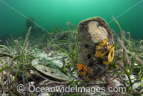 Razorshells Pinna bicolor photo