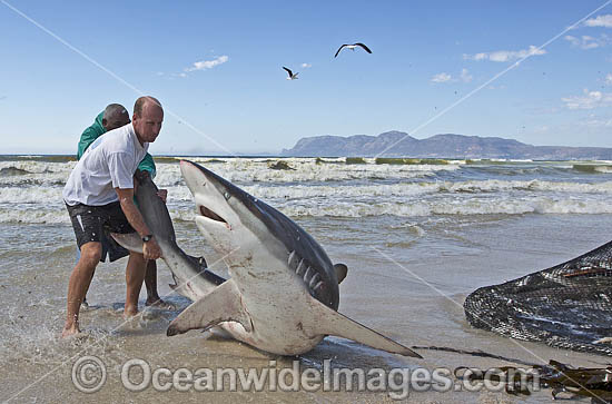 Bronze Whaler Shark in seine net photo Bronze Whaler Shark in seine net photo