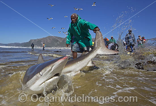 Bronze Whaler Shark (Carcharhinus brachyurus), caught in a traditional seine net and released by fisherman. Muizenberg beach, Cape Town, South Africa. Photo - Chris & Monique Fallows