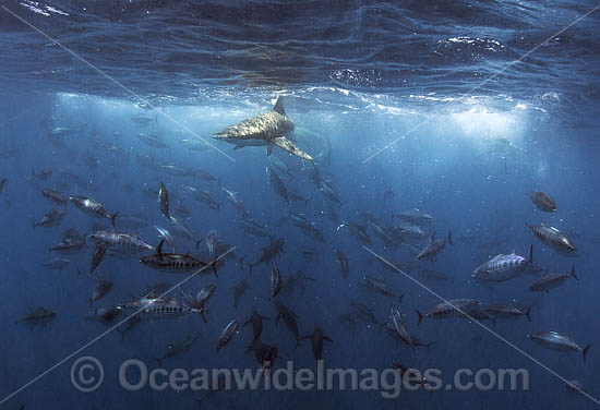 Bronze Whaler Shark and Tuna photo