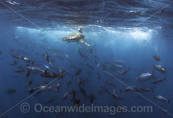 Bronze Whaler Shark and Tuna photo Bronze Whaler Shark and Tuna photo