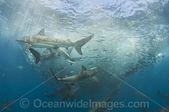 Shark feeding on baitball photo Shark feeding on baitball photo