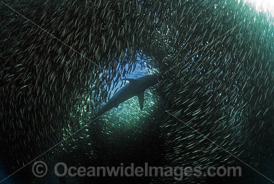 Shark feeding on sardines photo