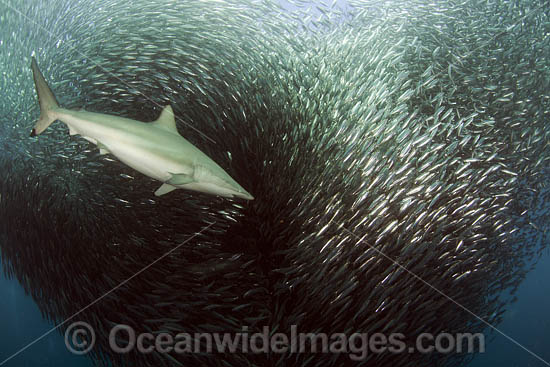 Shark feeding on sardines photo