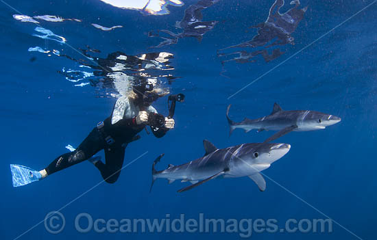 Diver photographing Blue Shark photo Diver photographing Blue Shark photo