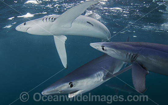 Blue Shark South Africa photo Blue Shark South Africa photo