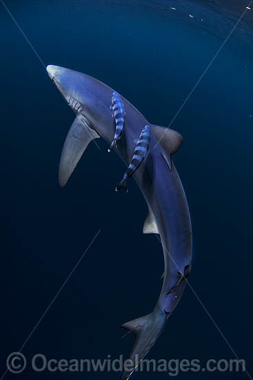 Blue Shark South Africa photo