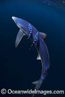 Blue Shark South Africa Photo - Chris & Monique Fallows