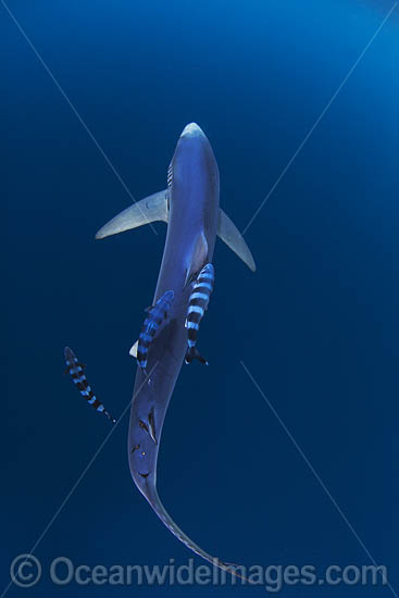 Blue Shark South Africa photo