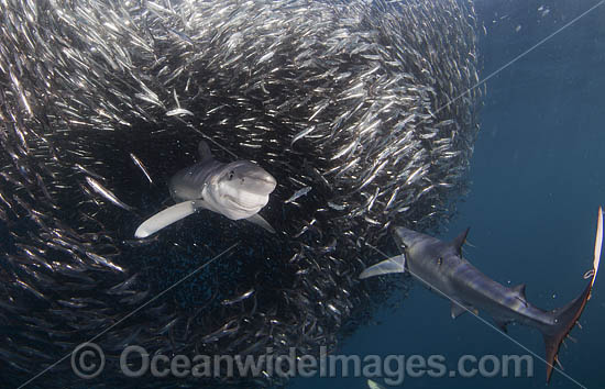 Blue Shark feeding on baitball photo