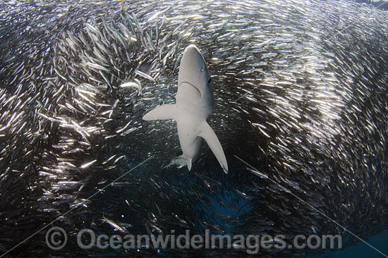 Blue Shark feeding on baitball photo