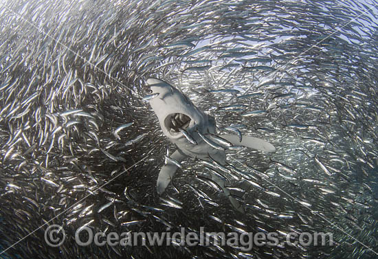 Blue Shark feeding on baitball photo