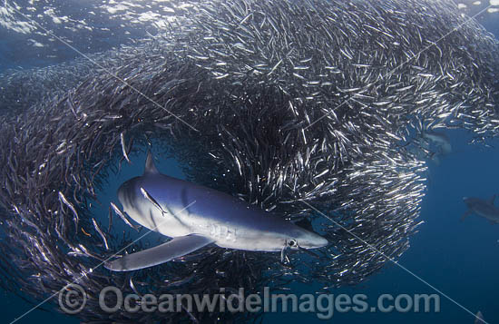 Blue Shark feeding on anchovy baitball photo