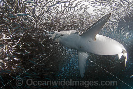 Blue Shark feeding on anchovy baitball photo Blue Shark feeding on anchovy baitball photo