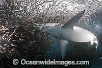 Blue Shark feeding on anchovy baitball Photo - Chris & Monique Fallows