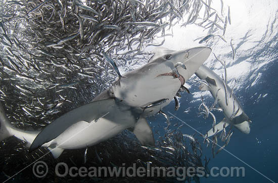Blue Shark feeding on baitball photo