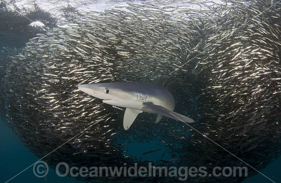 Blue Shark feeding on anchovy baitball photo