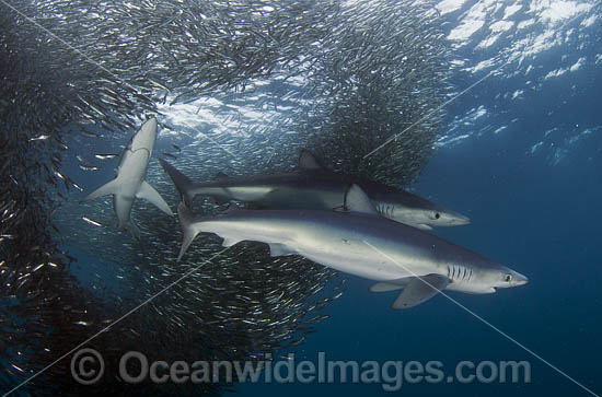 Blue Shark feeding on baitball photo