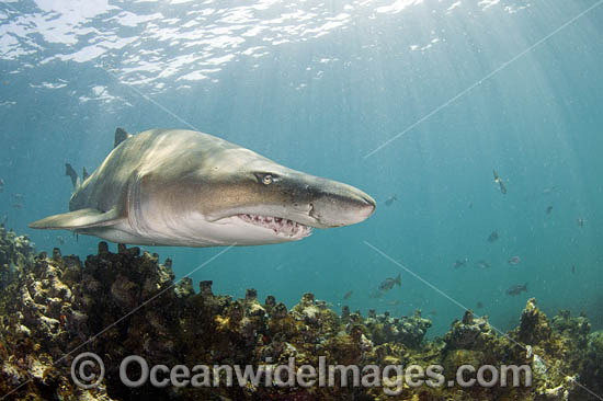 Grey Nurse Shark (Carcharias taurus). Known as Grey Nurse Shark in Australia, Sand Tiger Shark in USA and Ragged-tooth Shark in South Africa. Photo taken at De Hoop Nature Reserve, South Africa. Vulnerable on IUCN Red List of Threatened Species. Photo - Chris & Monique Fallows Grey Nurse Shark (Carcharias taurus). Known as Grey Nurse Shark in Australia, Sand Tiger Shark in USA and Ragged-tooth Shark in South Africa. Photo taken at De Hoop Nature Reserve, South Africa. Vulnerable on IUCN Red List of Threatened Species. Photo - Chris & Monique Fallows