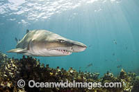 Grey Nurse Shark South Africa Photo - Chris & Monique Fallows