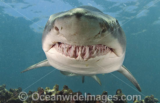Grey Nurse Shark South Africa photo