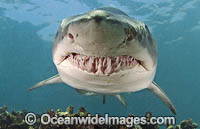 Grey Nurse Shark South Africa Photo - Chris & Monique Fallows