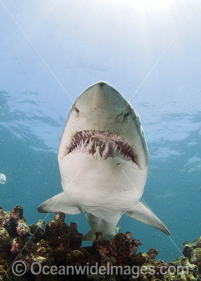 Grey Nurse Shark (Carcharias taurus). Known as Grey Nurse Shark in Australia, Sand Tiger Shark in USA and Ragged-tooth Shark in South Africa. Photo taken at De Hoop Nature Reserve, South Africa. Vulnerable on IUCN Red List of Threatened Species. Photo - Chris & Monique Fallows Grey Nurse Shark (Carcharias taurus). Known as Grey Nurse Shark in Australia, Sand Tiger Shark in USA and Ragged-tooth Shark in South Africa. Photo taken at De Hoop Nature Reserve, South Africa. Vulnerable on IUCN Red List of Threatened Species. Photo - Chris & Monique Fallows
