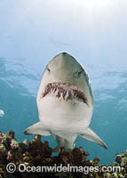 Grey Nurse Shark South Africa Photo - Chris & Monique Fallows