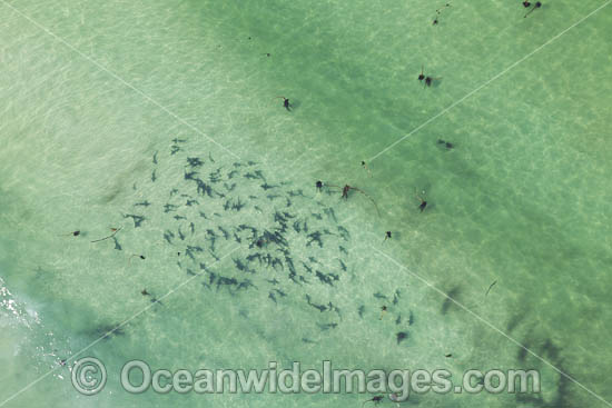 Sharptooth Houndshark aggregation photo