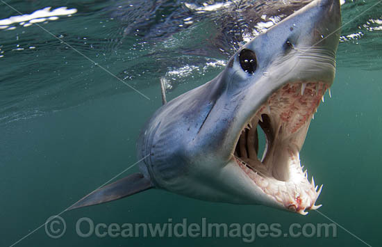 Mako Shark Jaws photo