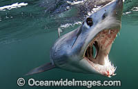 Mako Shark Jaws Photo - Chris & Monique Fallows