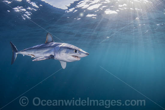Shortfin Mako Shark (Isurus oxyrinchus). Also known as Mako Shark, Blue Pointer, Mackeral Shark and Snapper Shark. Found in both tropical and temperate seas of the world. Photo taken at Cape Point, South Africa. Photo - Chris & Monique Fallows Shortfin Mako Shark (Isurus oxyrinchus). Also known as Mako Shark, Blue Pointer, Mackeral Shark and Snapper Shark. Found in both tropical and temperate seas of the world. Photo taken at Cape Point, South Africa. Photo - Chris & Monique Fallows